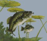(image for) Largemouth Bass